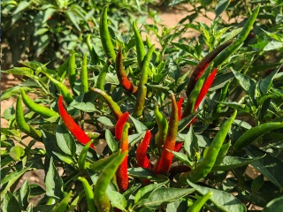 chili base
