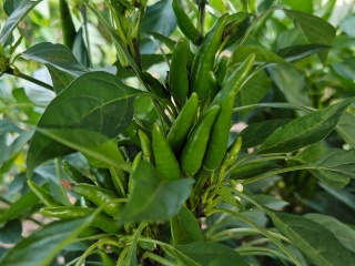 chili base